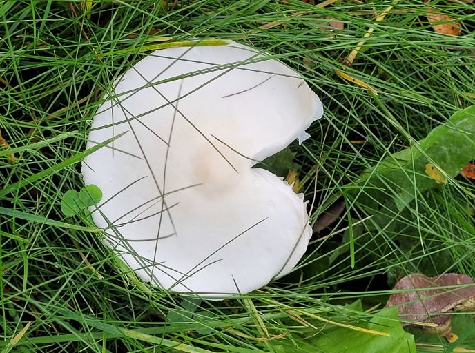 resized ms pac man mushroom 092121