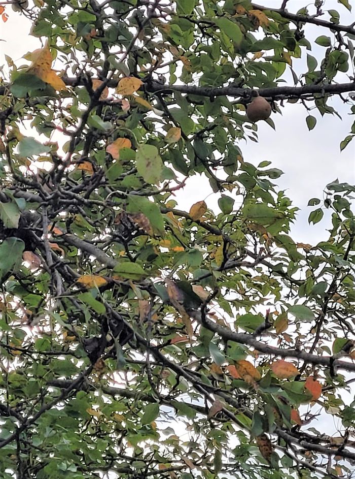 resized pear in tree 092121