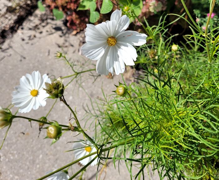 resized white cosmos at library 091521