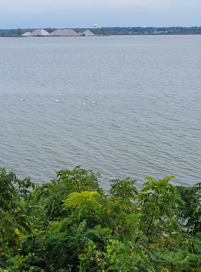 group of swans in muskegon lake 100221