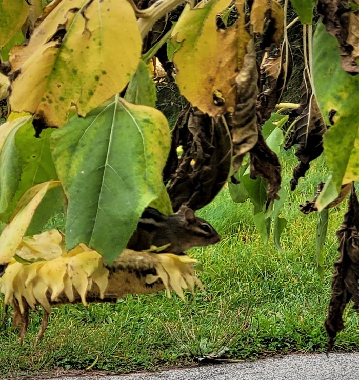 resized chipmunk on sunflower 100521