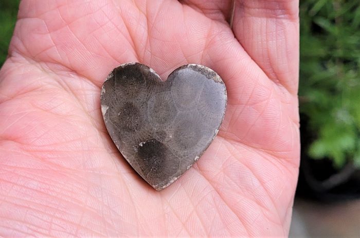 resized closeup of petoskey in my palm