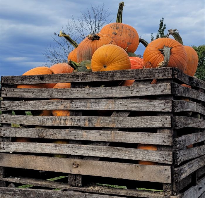resized crate of pumpkins 101521