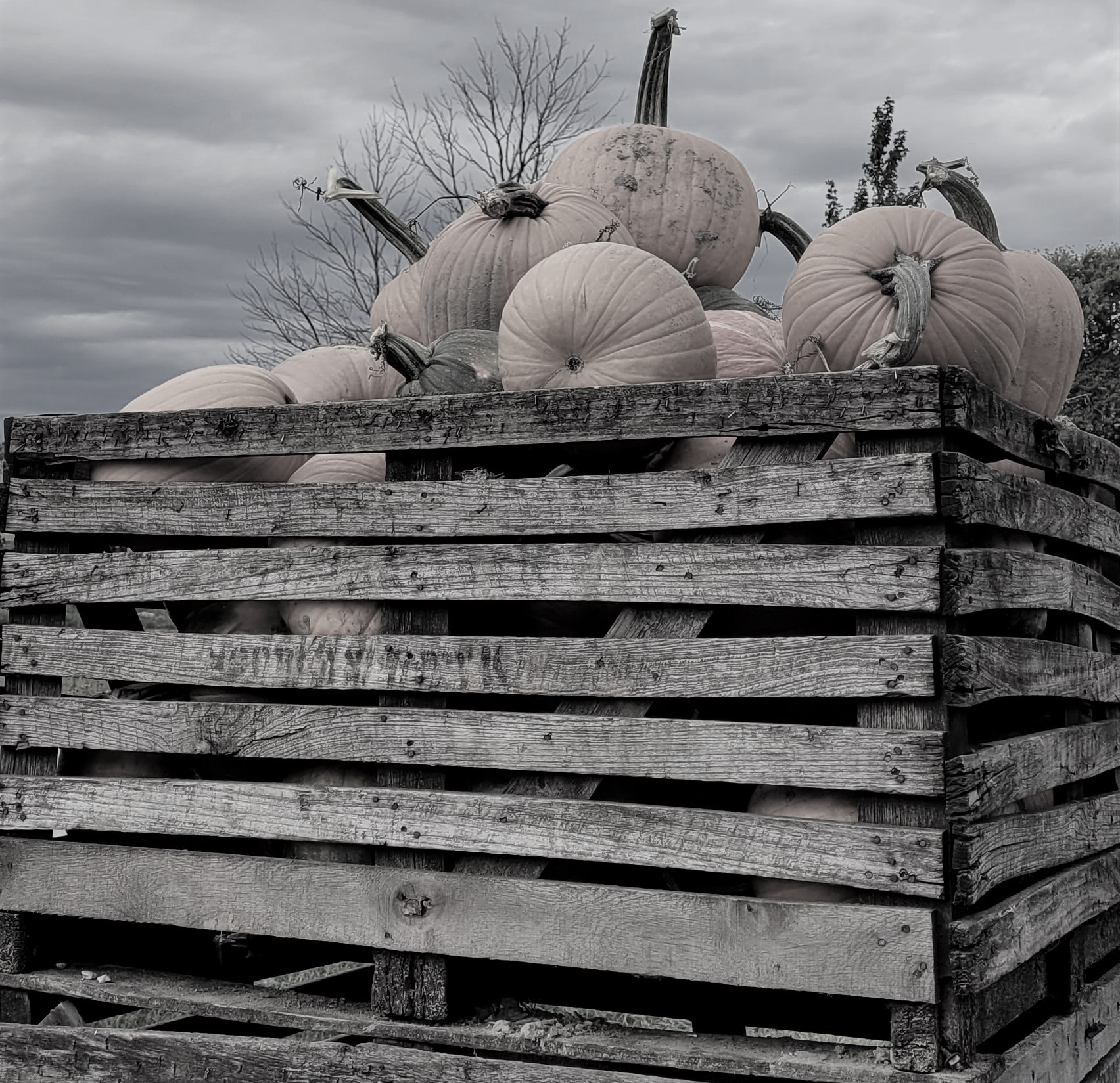 resized crate of pumpkins grayscale 101521