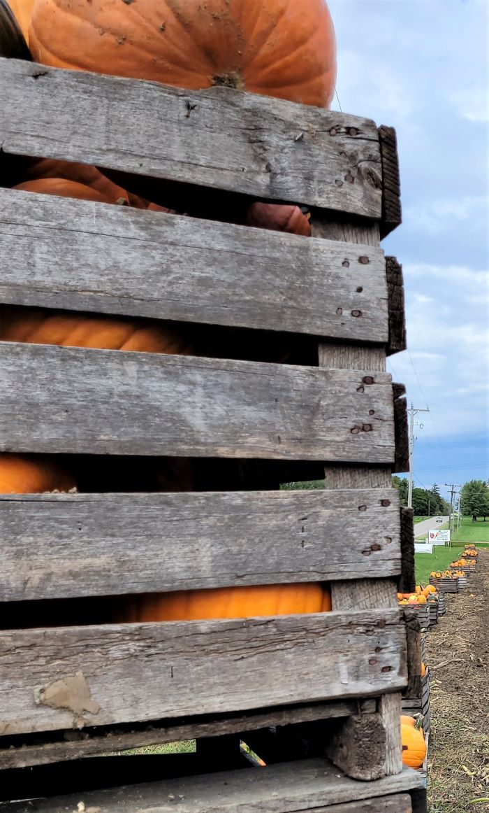 resized cropped farm pumpkins in crates 101521