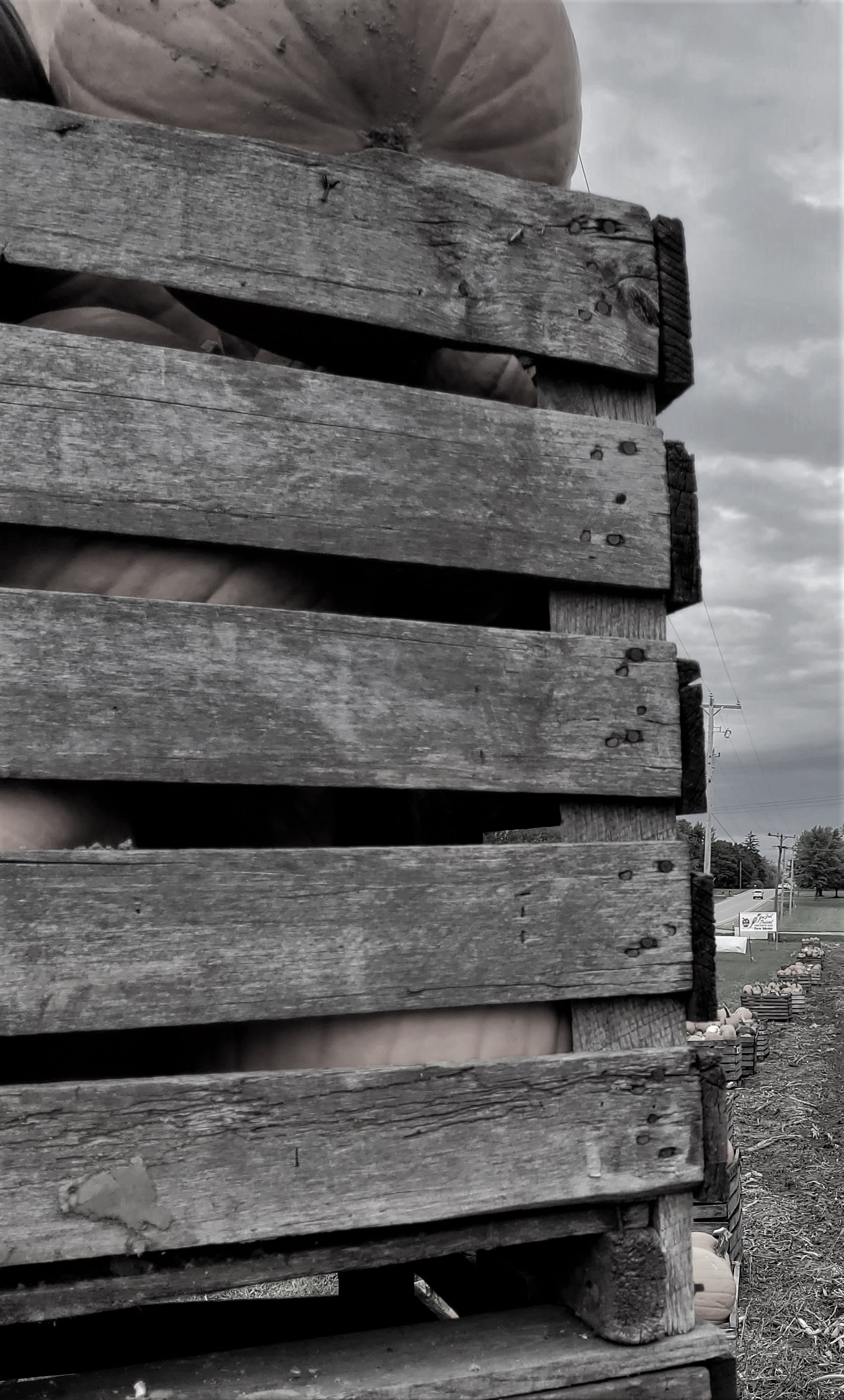 resized cropped farm pumpkins in crates grayscale 101521