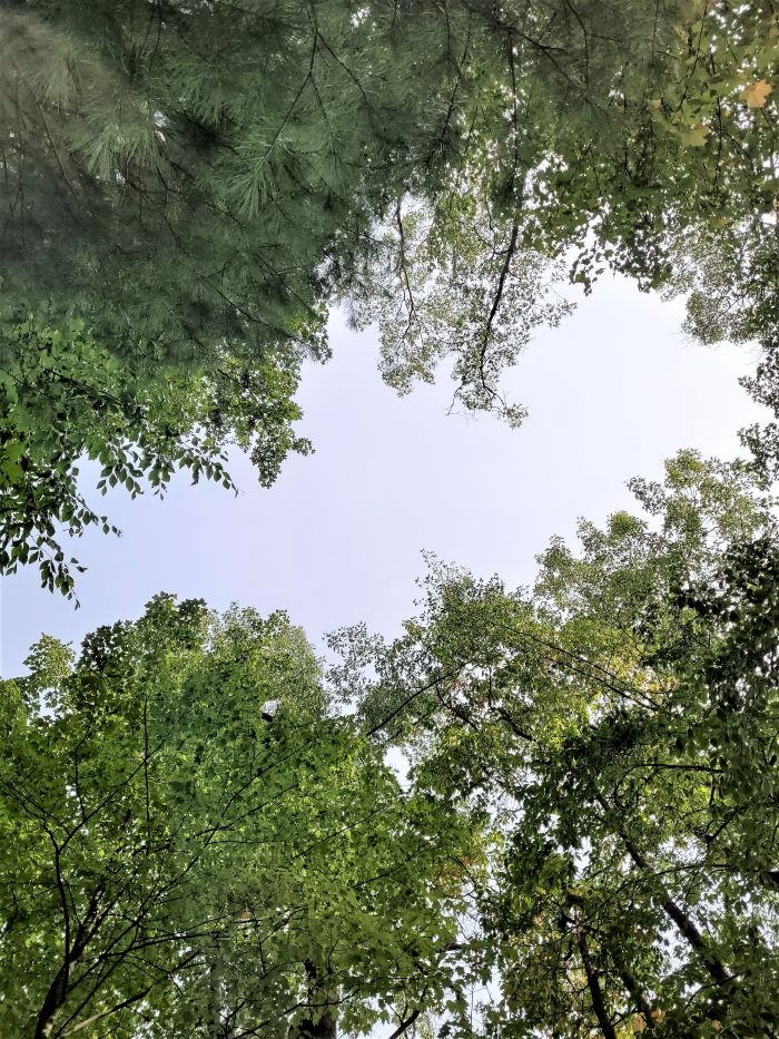 resized looking up at the trees 100221