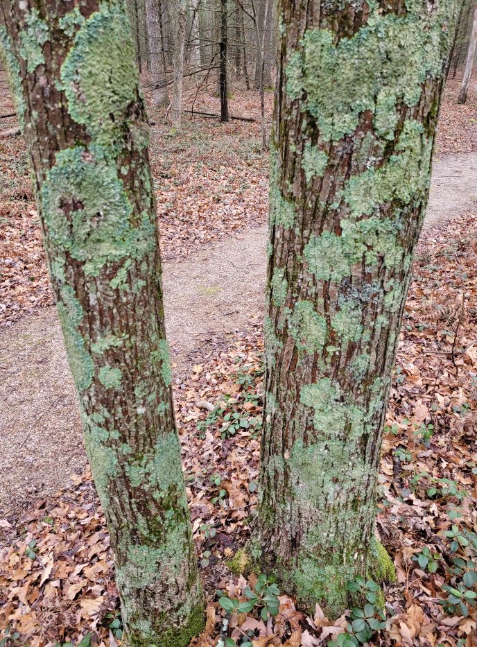 lichen on living trees 122421