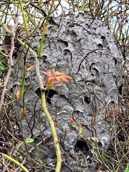 resized abandoned wasp nest 110221