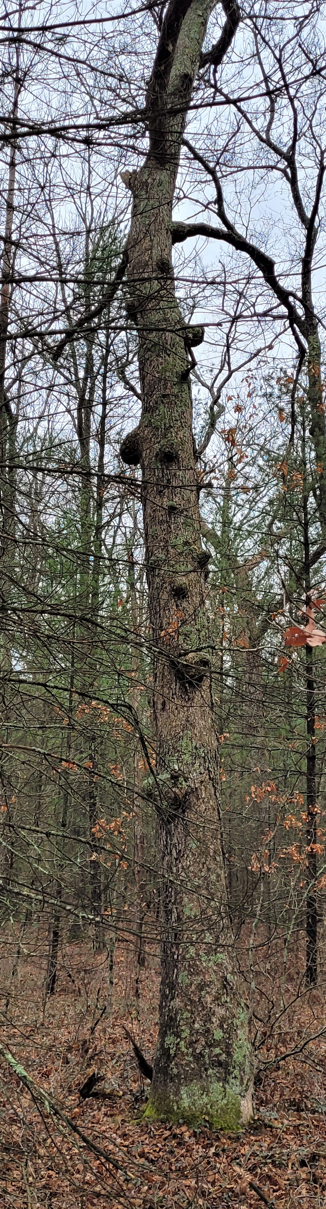 resized and cropped tree with a lot of gall 122421