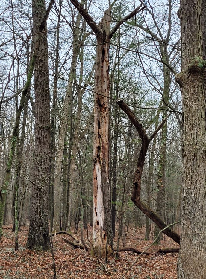 resized beautiful mast tree 122421