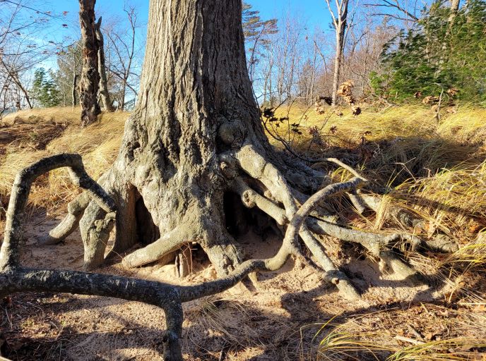 resized chthulu tree on dune 121221