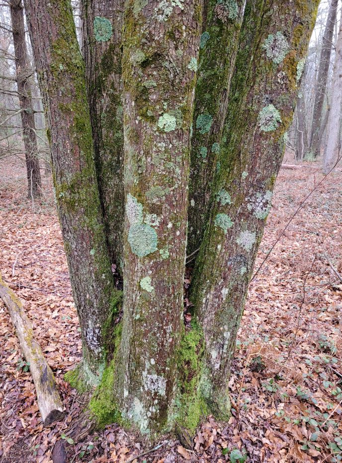 resized clump of living trees covered with lichen 122421