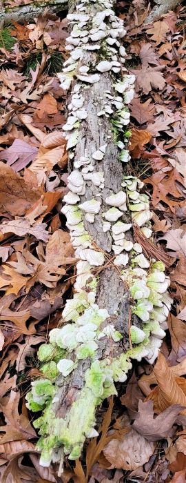 resized fungi on stick at dlsp 120221