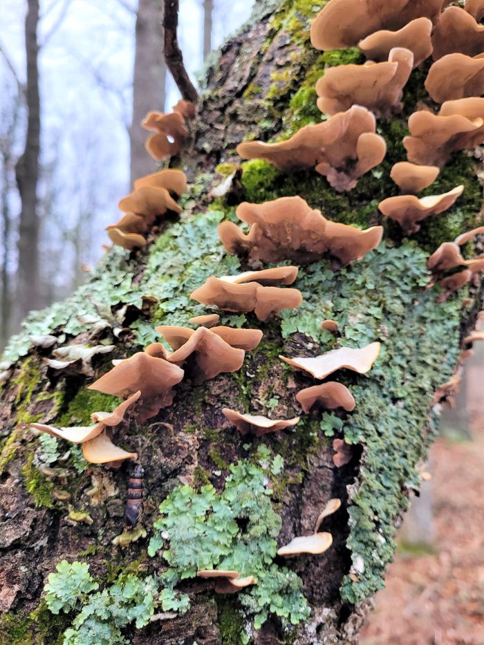 resized fungus and lichen on dead but standing tree 122421