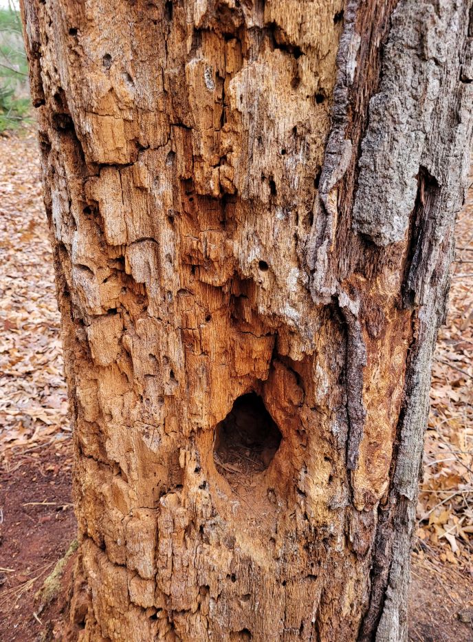 resized mast tree at dlsp 120221