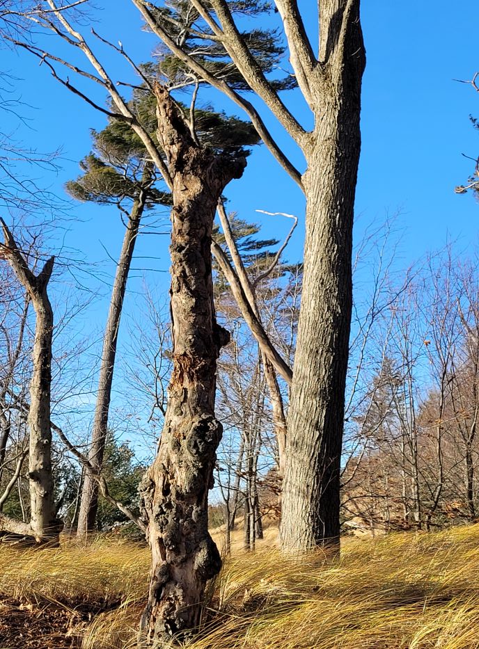 resized still standing 121221