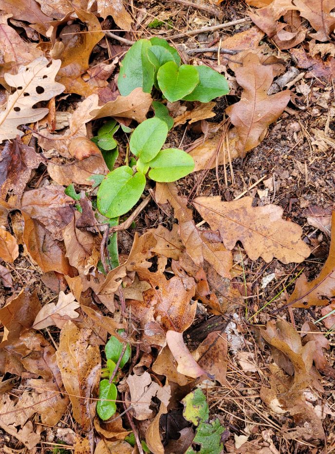 resized trailing arbutus 122421