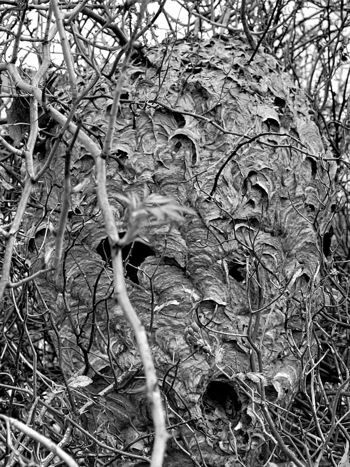 resized wasp nest greyscale 110221