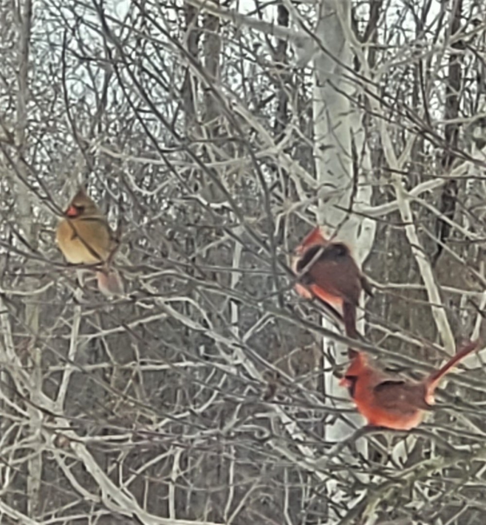 2 male cardinals 1 female in tree 010922 (2)