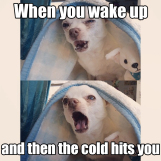 cold chihuahua