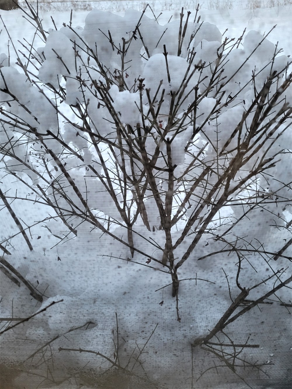 cotton puff snow in winter shrub 010822 (2)