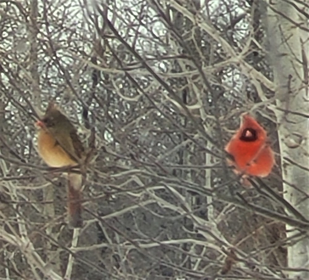 female front facing and male cardinal in tree 010922 (2)