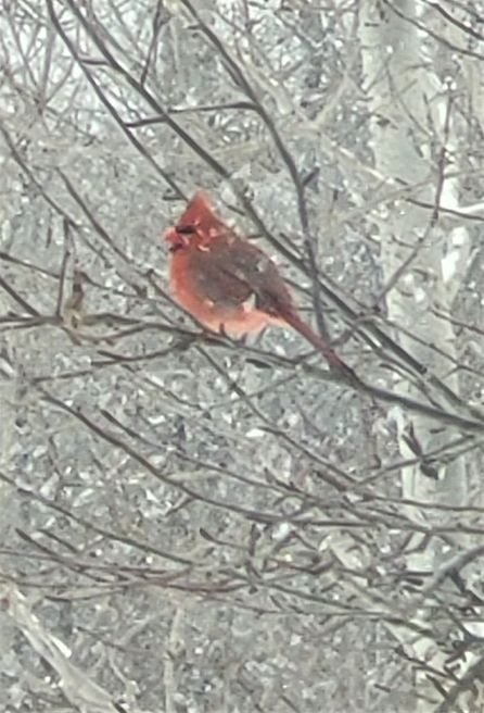 resized cardinal in snow