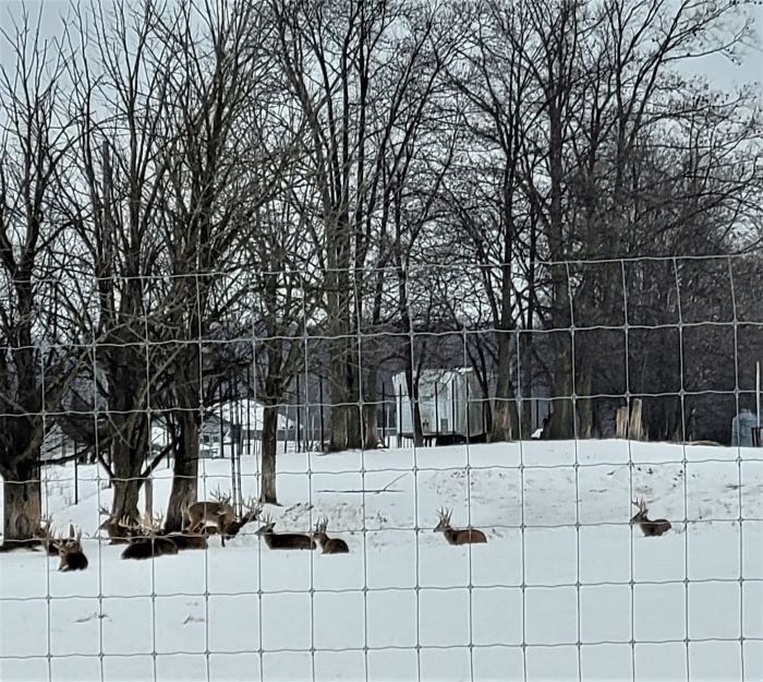 resized captive deer