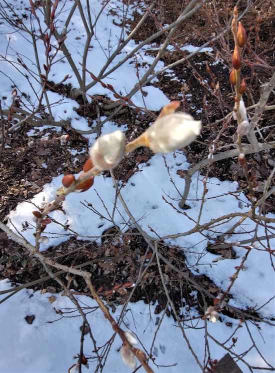 resized closeup pussy willow 022622
