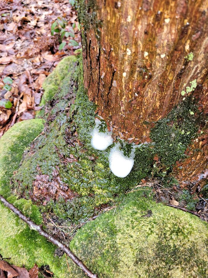 resized Anderson Woods foam from wet tree 033022 (2)