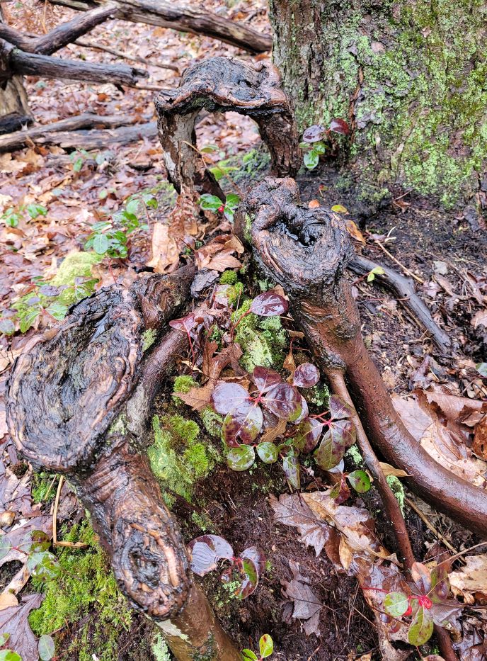 resized Anderson Woods living tree root sculpture 033022