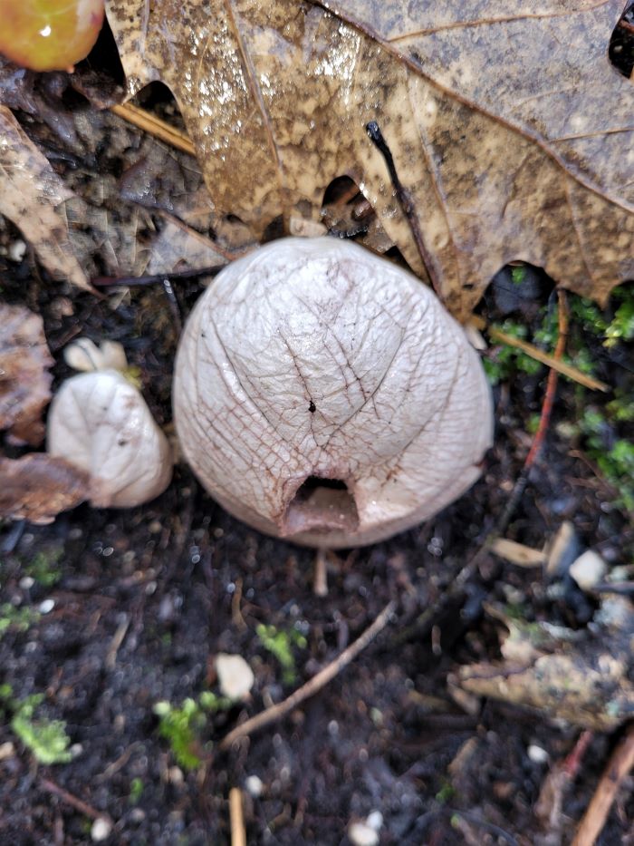 resized Anderson Woods puffball blowout 033022 (2)