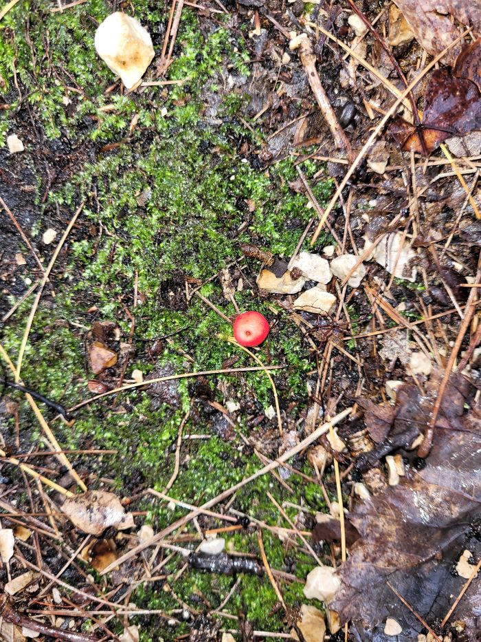 resized Anderson Woods wintergreen 033022 (2)