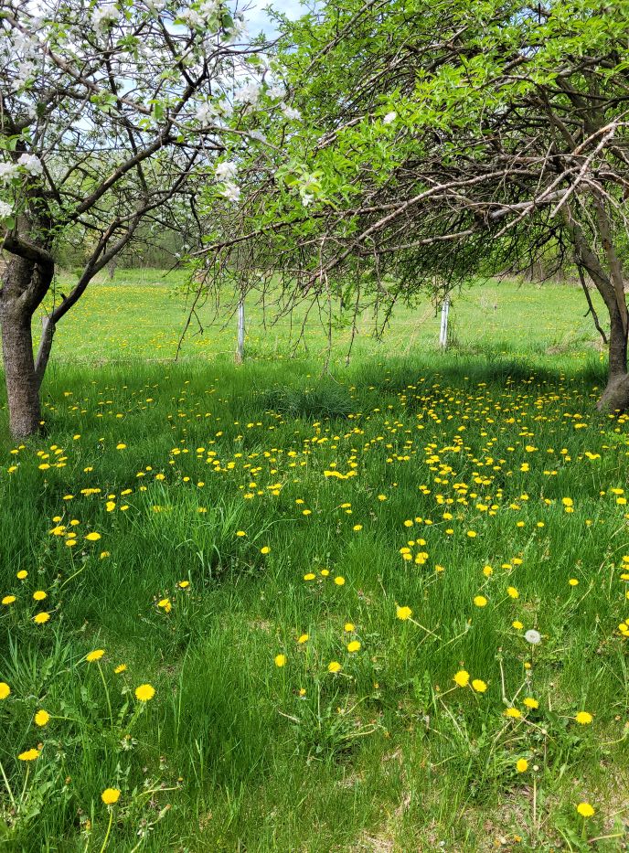 resized a field of dandelions 051422