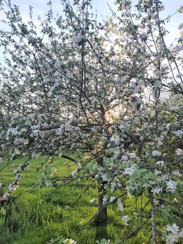 resized apple tree in profuse blossom 051322