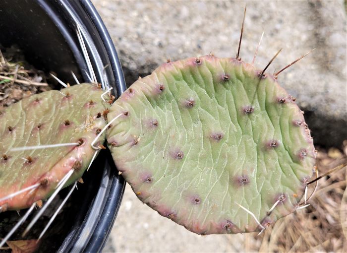 resized closeup prickly pear cactus 051422