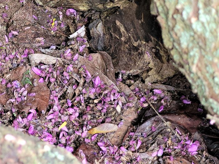 resized inside heart of redbud 052822