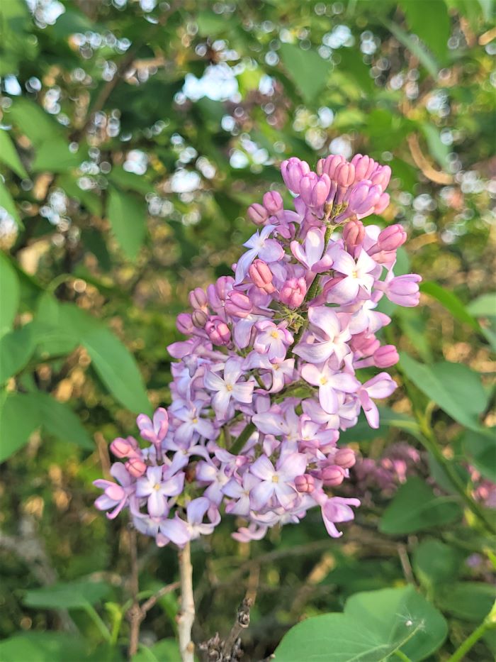 resized lilacs 051322