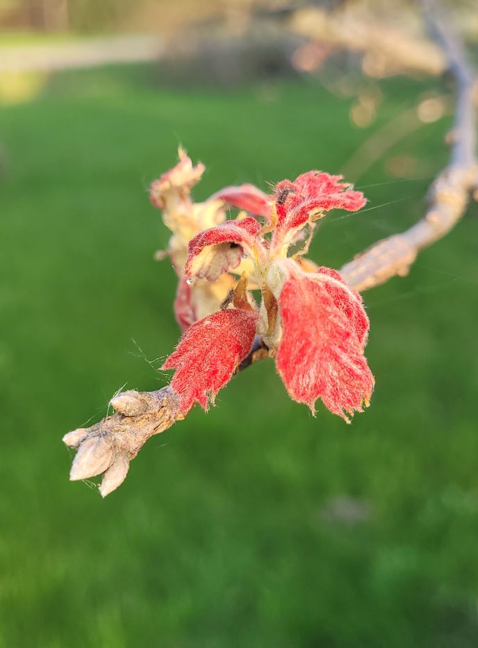 resized oak re leafing after tent caterpillar attack last year. 051322
