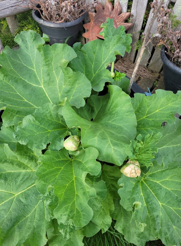 resized triple stalk rhubarb 051322