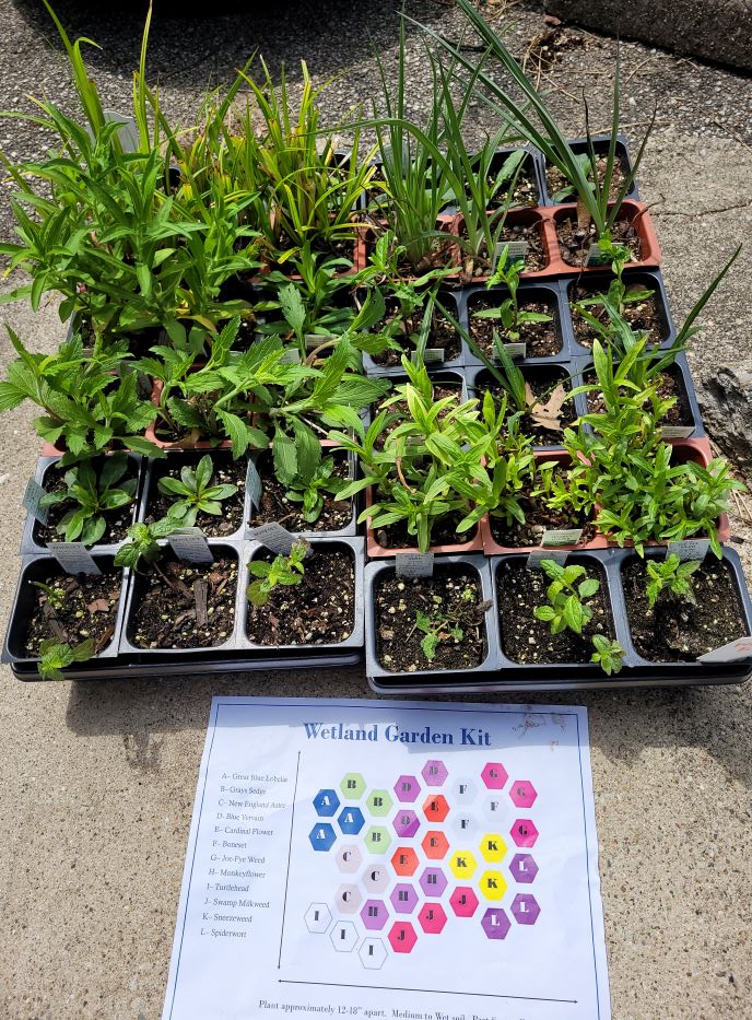 resized wetland garden kit with info sheet 051422