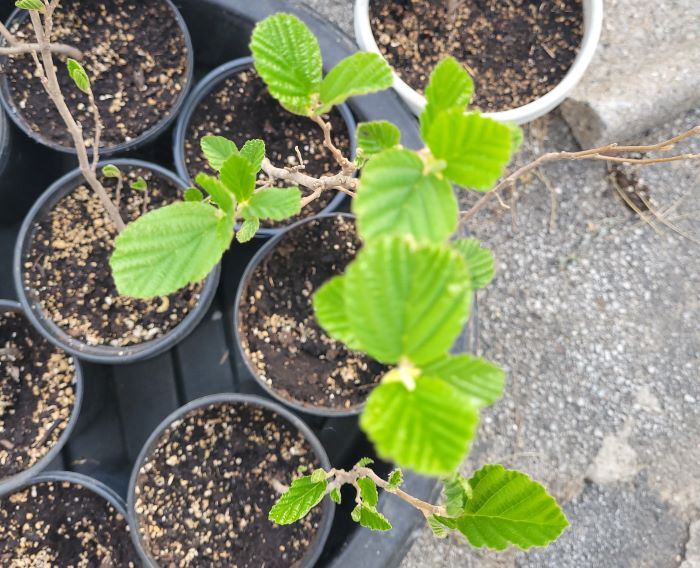 resized witch hazel leafing out 051322