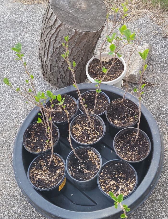 resized witch hazel leafing out 2 051322