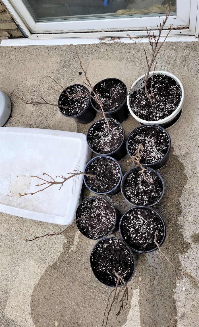 resized witch hazel potted 1 050822