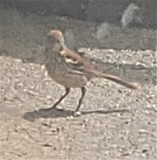 20220601_145250 (2) brown thrasher