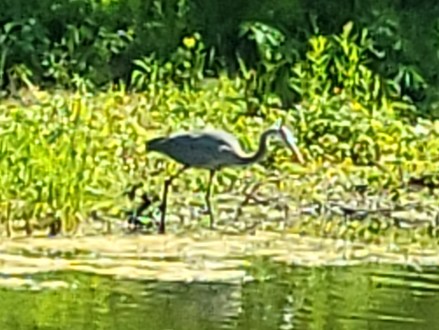 20220602_155208 (2) great blue heron
