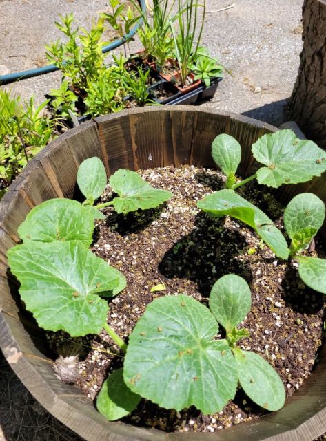 20220612_143615 resized delicata squash plants