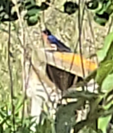 20220615_093139 (3) resized bluebird on fence by birdhouse