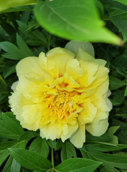 20220615_140906 resized yellow peony blooming